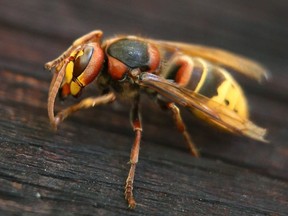 Rescuers were called out to Buntzen Lake on Sunday afternoon after a hiker was stung by hornets.