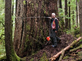 Forest ecologist Andy MacKinnon measures a giant Douglas fir in the old-growth forests of Edinburgh Mountain near Port Renfrew.
