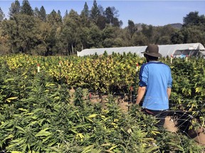 A marijuana farm in Glen Ellen, Calif.