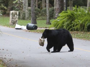 On Saturday, Metro Vancouver officials ordered the temporary closure of Belcarra Regional Park, after a pesky bear refused to leave.