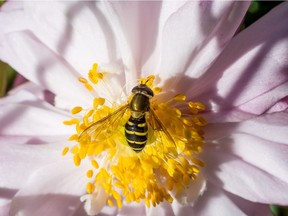 Flower flies can be attracted into gardens by bright, open-faced flowers. Their larvae feed on aphids.