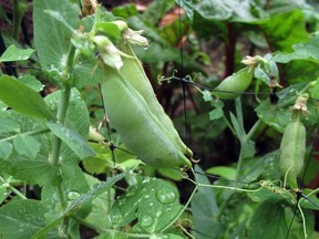 Pea plants can be susceptible to a virus called pea enation, which causes leaves to discolour in mid summer.