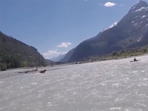 A grizzly bear chases after a kayaker on the Elaho River near Squamish on Tuesday.