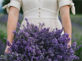Jodi Warkentin gathers a basket full of beautiful lavender grown on the family farm, Tuscan Farm Gardens in Abbotsford.