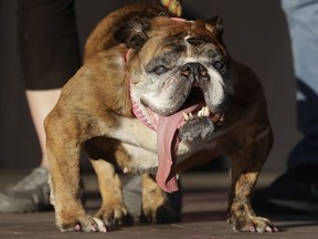FILE - In this June 23, 2018, file photo, Zsa Zsa, an English Bulldog owned by Megan Brainard, stands onstage after being announced the winner of the World's Ugliest Dog Contest at the Sonoma-Marin Fair in Petaluma, Calif. The 9-year-old English bulldog died just weeks after winning the contest. Brainard told NBC's "Today" Zsa Zsa died in her sleep Tuesday, July 10.
