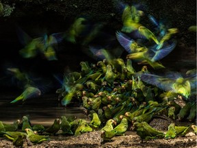 This is a photo of cobalt-winged parakeets, taken by B.C. photographer Liron Gertsman, 17. This photo was selected as the winning photograph in the youth category for the 2018 Audubon Photography Awards.