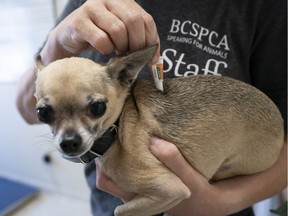 Stewie gets a flea treatment at the B.C.SPCA in Vancouver, BC, July, 31, 2018.