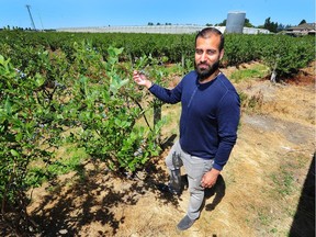 Richmond blueberry farmer Humraj Kallu says city restrictions intended to block cannabis production will hamper other farming operations.