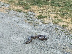 A missing pet python named Gypsy was spotted on the Canada Day long weekend in Delta, B.C., shortly after it disappeared into a farmer's field June 30. Delta Police say someone spotted the dark caramel-coloured snake near the Westham Island Bridge and snapped a photo, but didn't tell an animal shelter about what they had seen until July 3.
