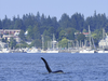 DFO Pacific: "Kayakers and paddle boarders! If you’re in the #Comox Marina and see a transient #KillerWhale, respect the minimum 200 m distance rule and don’t chase or surround the orca. Our #FisheryOfficers are patrolling."