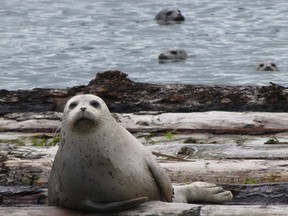 Would you rather watch this seal in its natural habitat … or eat it?