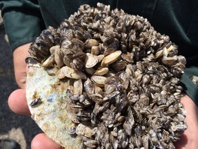 Invasive quagga mussels attached to a rock.