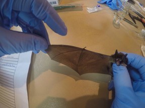 Metro Vancouver is studying the bats that seasonally occupy Burvilla, a 1905-era heritage home at Deas Island Regional Park in Ladner. The spread of white-nose syndrome is considered a lethal threat to the colony.