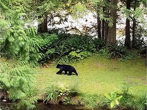 Metro Vancouver is warning about a bear that's been spotted in Lynn Headwaters Regional Park