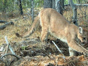 A cougar caught on remote camera scavenging for food around Canmore. A trail in Kootenay National Park has been closed after a cougar was spotted on a trail near Radium Hot Springs. (Alberta Parks / Calgary Herald archive)