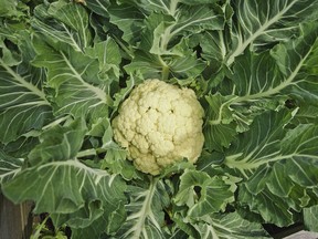 A very different approach to gardening is needed to have success with winter veggies.  Timing is critical.  Pictured is 'Galleon' cauliflower.