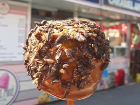 Cricket-Caramel-Apple