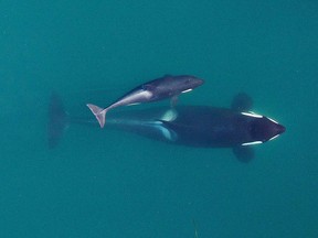 A team of whale experts has injected an ailing killer whale with antibiotics in a rare emergency effort to save her. This September 2015 photo provided by NOAA Fisheries shows a aerial view of adult female Southern Resident killer whale (J16) swims with her calf (J50).
