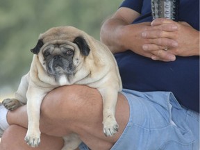 Joe Spoto rests with his 7-year-old pug Taylor, Tuesday, April 4, 2006, as he waits for his wife and the couple's other pug to complete a lap around the Beverly Hills Community Park in Beverly Hills, Fla. Spoto and his wife Shirley say they often joke that the pudgy pugs looks more like a manatee than a dog.