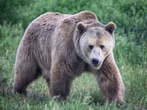 Grizzly bear. File photo