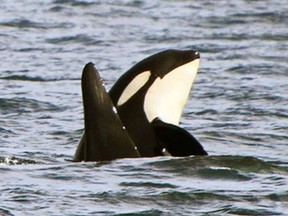 J50 and her brother in 2014. The four-year-old J50 is emaciated and biologists are trying to figure out if they can help her.