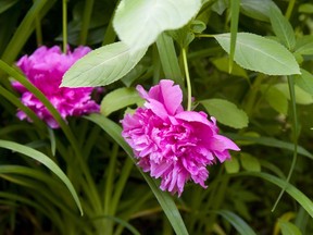 Peonies at the home of Yalonde McIntosh of Delaware which is part of the Lambeth Garden Tour.  Photograph taken on Tuesday June 19, 2018.  Mike Hensen/The London Free Press/Postmedia Network