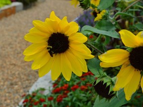 Sunfinity sunflowers just keep pushing out the blooms.