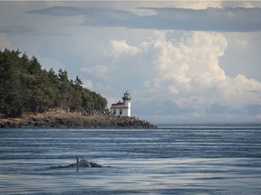 Ailing killer whale J50 is shown near the Lime Kiln Lighthouse off the west side of San Juan Island, Washington, on Aug. 11, 2018.