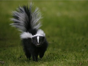 A local animal advocacy group is offering a $1,000 reward for information that will help catch the culprit behind three mutilated skunks in east Vancouver.