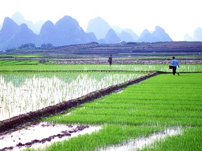 The flooded padi fields are electric green with newly planted rice.