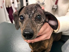 Patches, a nine-year-old dachshund from Willamsport, Pa., is shown after surgery for a brain tumour that eventually grew through the skull.