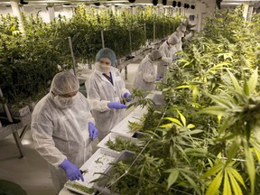A U.S. congressman is urging his government not to bar entry to the States for marijuana workers like these, at Harvest One Cannabis Inc. in Duncan, B.C.