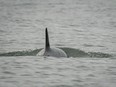 Killer whale J50 is shown off the coast of Washington state in this Aug. 12, 2018, handout photo.
