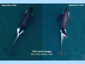 Aerial images of adult male Southern Resident killer whale K25, taken in September 2016 (left) and September 2018, the recent image shows him in poorer condition with a noticeably thinner body profile.