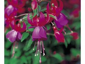 CORRECTED CAPTION:  CORRECT SPELLING IS FUCHSIA
May 15, 2005 - Fuschia (Photo:  Undated handout) [PNG Merlin Archive]