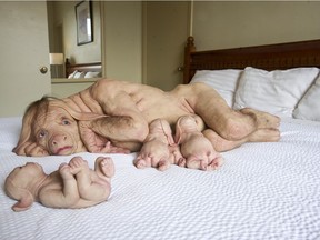 The Young Family is one of Patricia Piccinini's artworks displayed in 17 rooms on the Patricia Hotel’s second floor as part of the Vancouver Biennale.