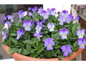 VICTORIA, B.C. - Seeding in late January or early February is best for these violas and their large-flowered kin, pansies. For Times Colonist story by Helen Chesnut, Jan. 28, 2012. Handout photo by Helen Chesnut.