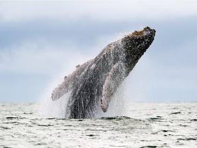A Humpback whale jumps in the surface of the Pacific Ocean at the Uramba Bahia Malaga natural park in Colombia, in 2013.
