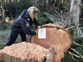 Natural resource officer Denise Blid investigates and posts a seizure notice on Oct. 10 on timber that was cut without authority on Crown land on Vancouver Island.