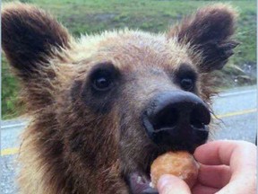 The B.C. Conservation Officer Service says it has laid charges after pictures were posted online, including this one, showing a bear being fed Timbits along the Alaska Highway in B.C.
