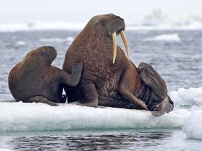 This June 12, 2010, photo provided by the United States Geological Survey shows Pacific walruses resting on an ice flow in the Chukchi Sea, Alaska. A lawsuit making its way through federal court in Alaska will decide whether Pacific walruses should be listed as a threatened species, giving them additional protections. Walruses use sea ice for giving birth, nursing and resting between dives for food but the amount of ice over several decades has steadily declined due to climate warming.