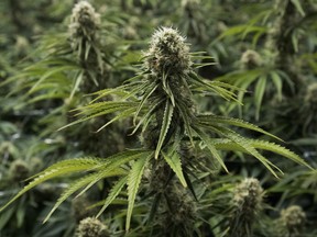 A flowering cannabis plant is seen at Blissco Cannabis Corp. in Langley, B.C., on October 9, 2018.