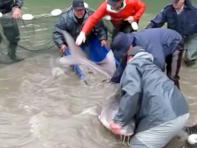 A eight-foot, 300-pound sturgeon was safely captured from a pond of low water and released back into the Fraser River on Sept. 21.