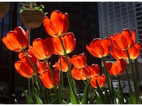 In pots, tulips and other bulbs can be planted as close together as possible without touching.