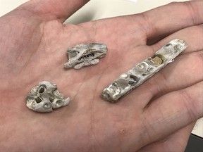 Scientists have discovered an ancient baby sea monster in Kansas, US. The newborn Tylosaurus fossil is approximately 85 million years old, and its discovery was aided by University of Alberta paleontologists and alumni. (Supplied photo)