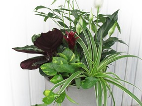 Create visual interest with multiple heights and the following: peace lily, money plant, Bromeliad, Calathea, golden Pothos and spider plant.