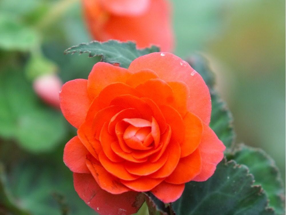 Protect tuberous begonias from hard frost The Province