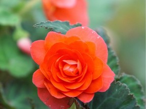 ses0516-planting3: Begonias are another example of an excellent annual bedding plant. With story by Valerie Berenyi for Southam Homes package moving May 16.