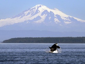 A southern resident killer whale breaches in the Salish Sea, with Mount Baker in Washington state visible in the background.