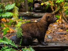 Handout photo of a fisher. The fisher is a secretive animal whose forest habitat in B.C. is threatened by large-scale pine-beetle logging as well as wildfires.